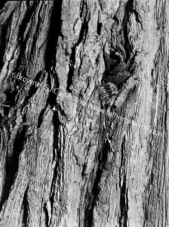 TREE WITH TREE CREEPER ROOSTS MARKED BEST *